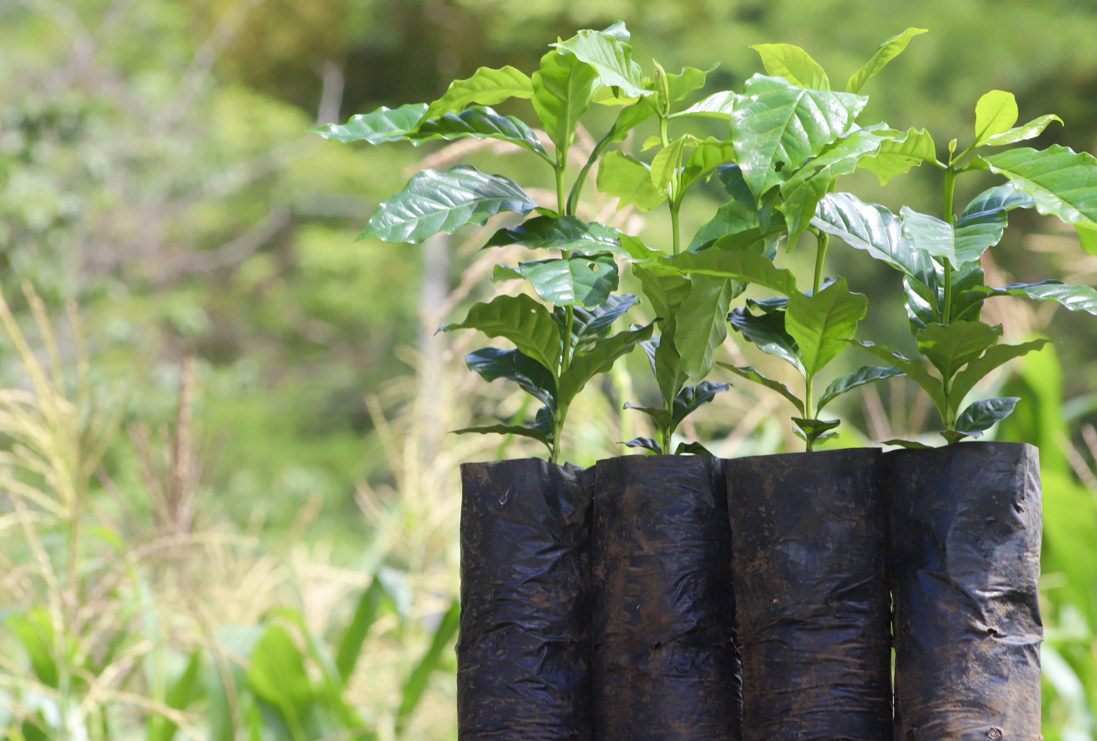 Inicia Entrega De 12 5 Millones De Plantas Para Renovar El