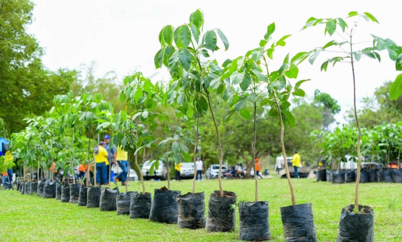 Este viernes, continúa la segunda jornada de arborización en el Bicentenario